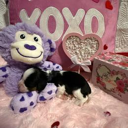 Kailani - Tri-color female Cavalier King Charles Spaniel puppy in Broken Arrow, Oklahoma from Cavalier King Charles Heartland