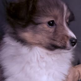 Hal - Sable and white male Shetland Sheepdog puppy in Portland, Oregon from Mountain Ash Farms