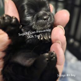 Samson - Black and white male Shih Tzu puppy in Havelock, North Carolina from Sugar Paws Heavenly Shih Tzu’s