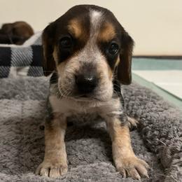 Pink Collar - Black tan and bluetick female Beagle puppy in Jasper, Texas from Beech Grove Beagles
