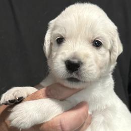 Ms. Brown - Light golden female Golden Retriever puppy in Crestview, Florida from Pushin’ Sand Goldens