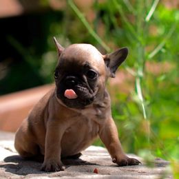 French Bulldog Puppies from Haas Frenchies LLC