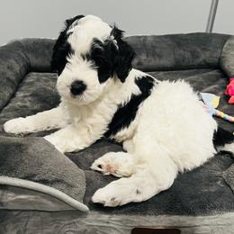 Pick Number 6 - Black and white male Sheepadoodle puppy in Spokane, Washington from Downriver Doodles