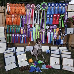 German Shorthaired Pointers from Fabulous Flying Pointers