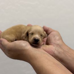 Woody - Cream male Dachshund puppy in Goodyear, Arizona from D&C Royal Dachshunds LLC