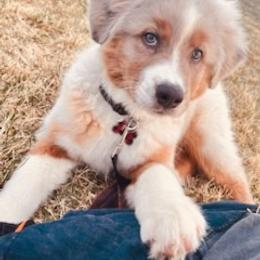Australian Shepherd and Miniature American Shepherd Puppies from Alolan Angel Aussies