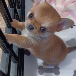 Stitch - Blue and tan male Chihuahua puppy in Tyler, Alabama from Delinda's Chihuahuas