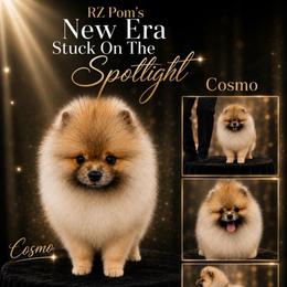 Cosmo - Pomeranian