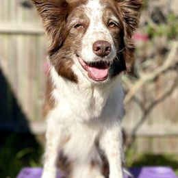 Australian Shepherds from Dreamfinder Australian Shepherds
