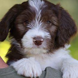 Cassidy - Brown and white female Aussiedoodle puppy in Churchville, New York from Bluebird Family Farm
