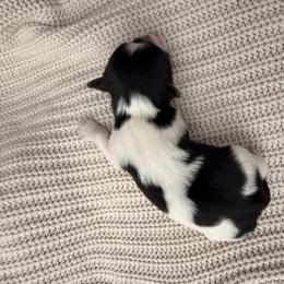 Boy 1 - Black tan and white male Biewer Terrier puppy in West Haven, Connecticut from Lozado’s Biewers