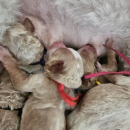 Australian Labradoodle puppies from Waterford Doodle Farm