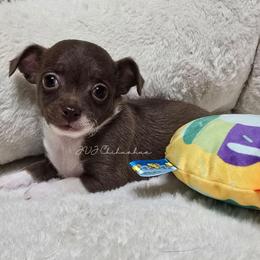 Bambi - Chocolate and white male Chihuahua puppy in Albuquerque, New Mexico from JVJ Chihuahua