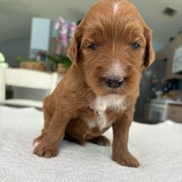 Ocean - Red  female Goldendoodle puppy in Brooksville, Florida from Abby’s Standard Goldendoodles