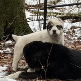 Asta - White female Central Asian Shepherd Dog puppy in East Camden, Arkansas from A Plus A