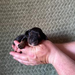 Saint - Black and tan male Cavalier King Charles Spaniel puppy in Gonzales, Texas from Veach Cavaliers & Farm