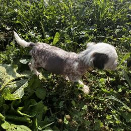 Thl boy - Black and white male Chinese Crested puppy in Rockvale, Tennessee from Cosmic Chinese Cresteds & Wind-Echo Poodles