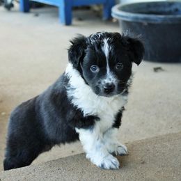 Miniature Australian Shepherd Puppies from Barbed Circle C Mini Aussies