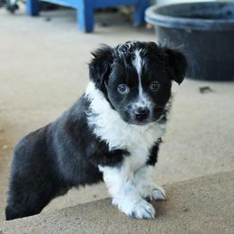 Miniature Australian Shepherd Puppies from Barbed Circle C Mini Aussies