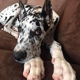 Great Dane Puppies from HCC Great Danes