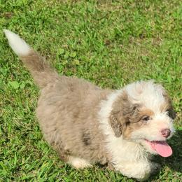 Aussiedoodle Puppies from Southern Charm Farms