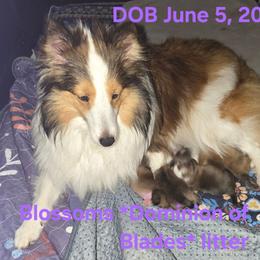 LITTLE Gretchen - Sable and white female Shetland Sheepdog puppy in Houston, Texas from LaLa's Lilliputian Lassies