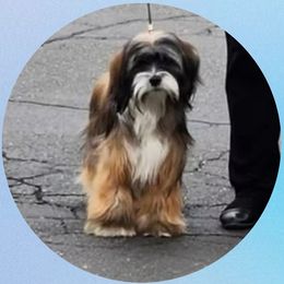 Puddles - Tibetan Terrier