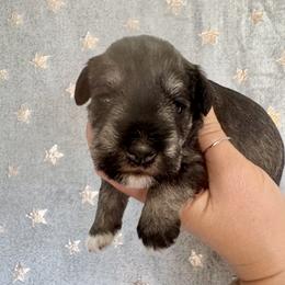 Gabbys Salt and Pepper Girl 3- uneven white on toes - Salt and pepper female Miniature Schnauzer puppy in Floyd, Virginia from Little River Puppies