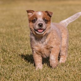 Australian Cattle Dog Puppies from Drakes Australian Cattle Dogs