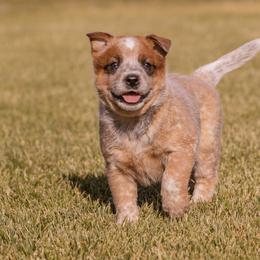 Australian Cattle Dog Puppies from Drakes Australian Cattle Dogs