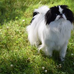 Japanese Chin Puppies from Camelot's Japanese Chin