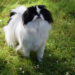 Japanese Chin Puppies from Camelot's Japanese Chin