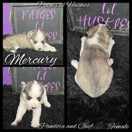 Mercury - Gray and white female Siberian Husky puppy in Bloomfield, Indiana from Paiges lil huskies