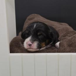 Frodo - Black and tan male Pembroke Welsh Corgi puppy in Dickeyville, Wisconsin from J&R Shepherds & Corgis