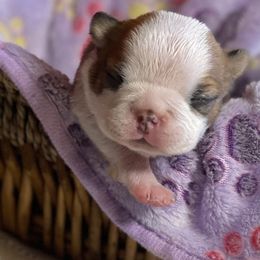 Boston Terrier Puppies from Dreamweaver Bostons