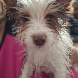 Cooper - Chocolate, tan and white male Yorkshire Terrier puppy in Vanderbilt, Michigan from Yorkies of Northern M.I.