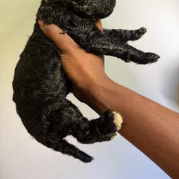 Gray - Black female Poodle puppy in Atlanta, Georgia from Syren House Doodles & Poodles