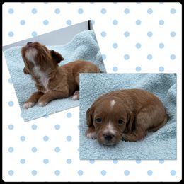 Max - Red  male Goldendoodle puppy in Kansas City, Kansas from Bella & Ivy’s Mini Goldendoodles of KC