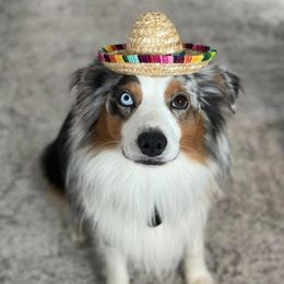 Miniature Australian Shepherds from Kelly's Miniature Australian Shepherds