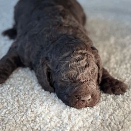 Goldendoodle Puppies from Doodlebloom Farm