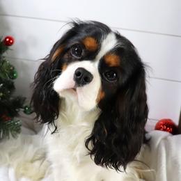 Levi - Cavalier King Charles Spaniel