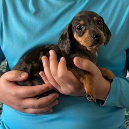 Duke Von Wigglebottom - Dapple male Dachshund puppy in Orlando, Florida from Small Batch Doxies
