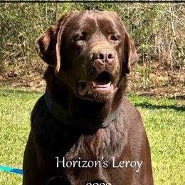 Leroy - Labrador Retriever