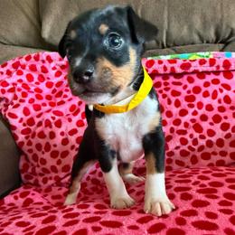 Comet - Black white and tan male Rat Terrier puppy in Molalla, Oregon from The Puppy Patch Rat Terriers