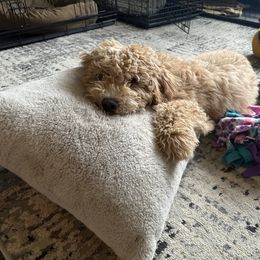 Goldendoodle Puppies from Lykeable Farms