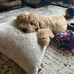 Goldendoodle Puppies from Lykeable Farms