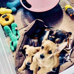 Dachshund Puppies from Northwest Dachshunds