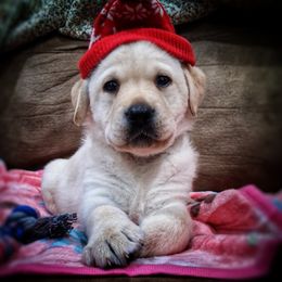 Fitzwilliam-Boy 2 - Yellow male Labrador Retriever puppy in Silsbee, Texas from AZ Kennels LLC