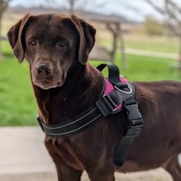CC - Labrador Retriever