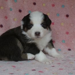 Australian Shepherd Puppies from Faith Valley Australian Shepherds